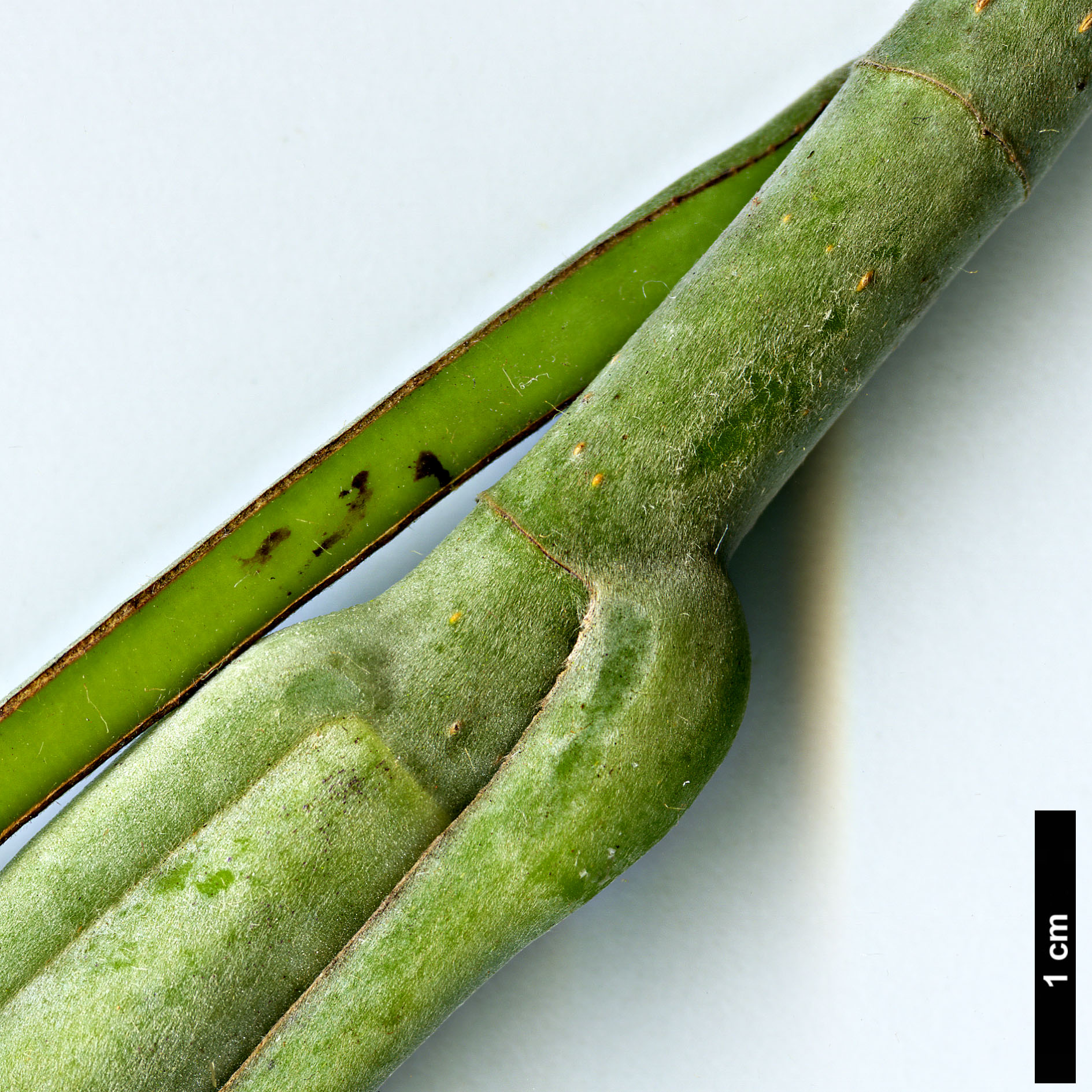 High resolution image: Family: Magnoliaceae - Genus: Magnolia - Taxon: macrophylla - SpeciesSub: var. ashei High resolution image: Family: Magnoliaceae - Genus: Magnolia - Taxon: macrophylla - SpeciesSub: var. ashei